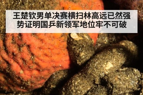 王楚钦男单决赛横扫林高远已然强势证明国乒新领军地位牢不可破